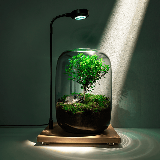 Arbre de Vie™ | Un Élixir de Nature pour votre Espace de Vie