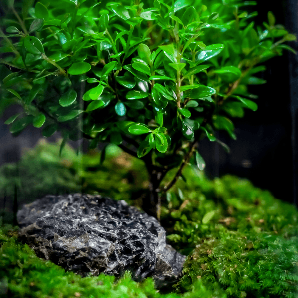 Arbre de Vie™ | Un Élixir de Nature pour votre Espace de Vie
