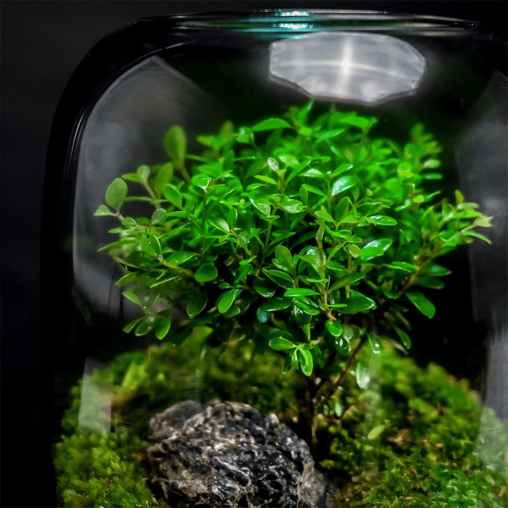 Arbre de Vie™ | Un Élixir de Nature pour votre Espace de Vie